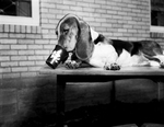 Cookie, a basset hound