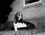 Cookie, a basset hound