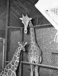 Topper, the giraffe and his child bride