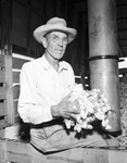 C. W. Brown with cotton