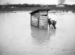 Boxer dog "Betsy," stranded by water in a yard