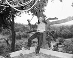 Former U.S. Marshal "Red" Wright on farm, holding "blunderbuss" gun with Pancho Villa's saddle on tree limb