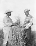 SCS Technician Ben Day and Jesse Smith inspect blue panic grass on Smith's farm