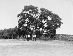Shady Oak Country club showing pictures of oak tree