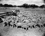 Williamson with yearling lambs by Bee Landrum