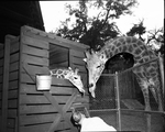 2 Giraffes at Forest Park Zoo by Don Prager