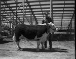 Larry Truscott, Aledo, showing champ stee of Parker Company Livestock Show