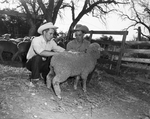 Lampasas FFA sheep program by Bee Landrum