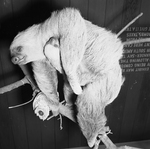 Sloth and Offspring at Forest Park Zoo