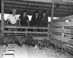 Some of the pigs owned by the Spur chapter are inspected by Bee Landrum