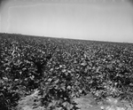 Soybean Production in Plainview by Bee Landrum