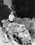 Mrs. Charles Sparkman with cockscombs at home