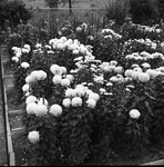 Chrysanthemum In Yard