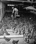 Henry C. Wilson feeding chickens by Bill Durham