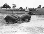 Oscar Schaefer looking over hogs by Bill Durham