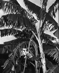 Banana Tree at the Home of Mr. and Mrs. Joe L. Knight