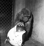 Mike the Monkey by George Smith