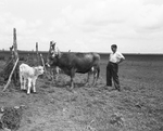 Elmer Holland and Weldon Johnson inspecting Brown Swiss Cow and calf by Joe McAulay