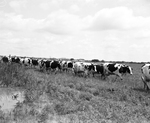 Holstein cows on John Williams ranch by Bill Durham