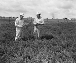 James W. Park and John Williams standing in irrigated alfalfa field by Bill Durham