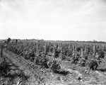 Tomato Crops at Retrieve Prison Farm by Bill Durham