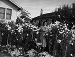 Mrs. H. B. Layton In Her Chrysanthemum Garden