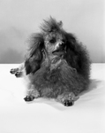 A French poodle owned by Katrine Deakins