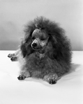 A French poodle owned by Katrine Deakins