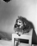 A French poodle owned by Katrine Deakins