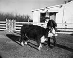 Ranch and Farm: Kenneth Bruner and Hereford Calf, "Middle ground" by Key Herbert