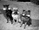 Dogs: Duchess Frieda, Chandelle V. Jere, and Pan-Ku III