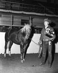 Champion Palomino Stock horse stallion