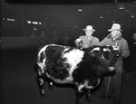 Champion Shorthorn Bull