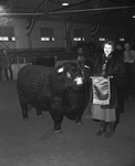 Champion Shorthorn Bull