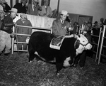 Boys' Grand champion steer