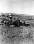 Weldon Mason feeding Duroc hogs