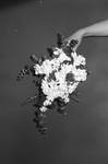 Fashion: Bride Section; Bridal bouquet