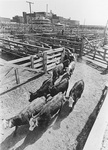 Cattle entering livestock pens