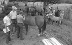 Veterinarian doctor Bobby Daggs vaccinates Fort Worth's Cowtown Posse Club horse against Venezuelan Equine Encephaliomyelitis