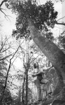 Big Thicket, Mrs. Geraldine Wilson of Silsbee, Texas by magnolia tree on Village Creek
