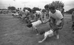 Bill and Mark Lawson in father-son wheelbarrow race, Arlington