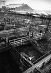 One steer alone in holding pens, Fort Worth Stockyards which is being considered for tourist development by Rodger Mallison