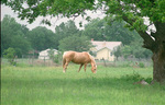 Dalworthington Gardens, horse in field