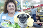 DFW Pug Rescue Spring fashion show by Robert M. McAvoy