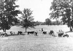 Cattle on Frank Young Ranch