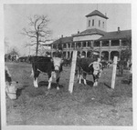 Fort Worth Stockyards Hotel and Exchange building with cattle on the lawn in front