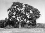 Lone oak tree for which Shady Oaks Country Club is named, Fort Worth, Texas