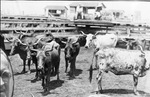Copy of old photograph of a herd of longhorn steers