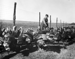 Harold Hough feeding turkeys at a farm