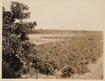 Carmen Grape Vineyard on J. I. McNeil Farm, Tarrant County Ft. Worth RT 1